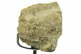 Dinosaur (Triceratops) Frill Shield Section w/ Stand - South Dakota #383144-1